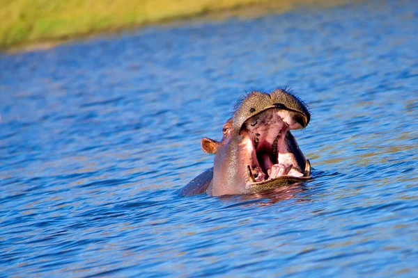 Hippopotamus Chobe National Park Botswana —  Fotos de Stock