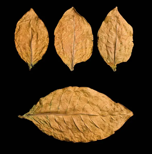 Dry Leaves Isolated Black Background — Stock Photo, Image