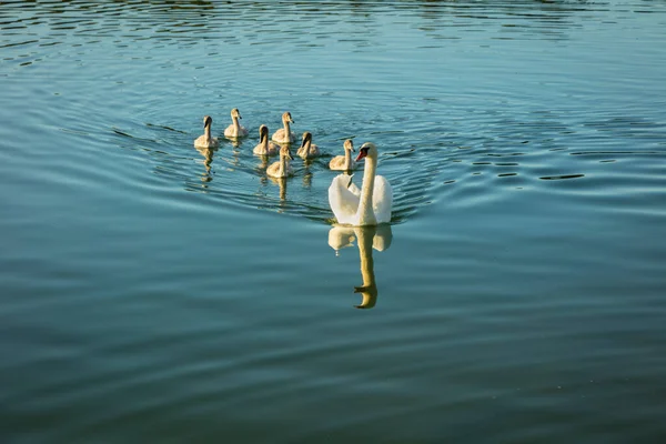 Famiglia Swan Nel Parco Nazionale Wigry — Foto Stock