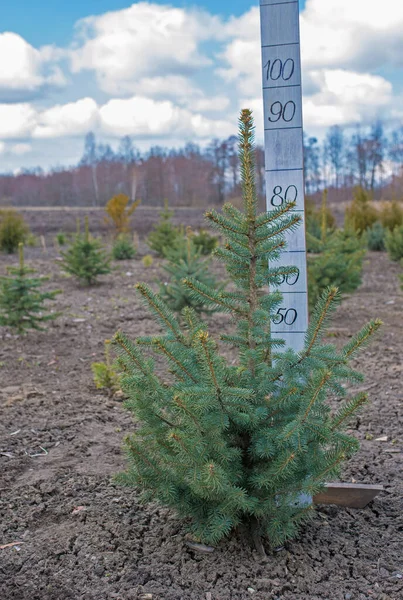 Plantatnion Young Green Fir Christmas Trees Nordmann Fir Another Fir — Stockfoto
