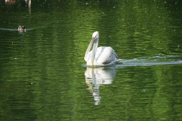 Bianco Pelican Galleggiante Sulla Superficie Verde Dell Acqua — Foto Stock