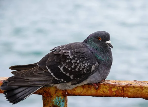 Portrait Pigeon Water Surface — Stock Photo, Image