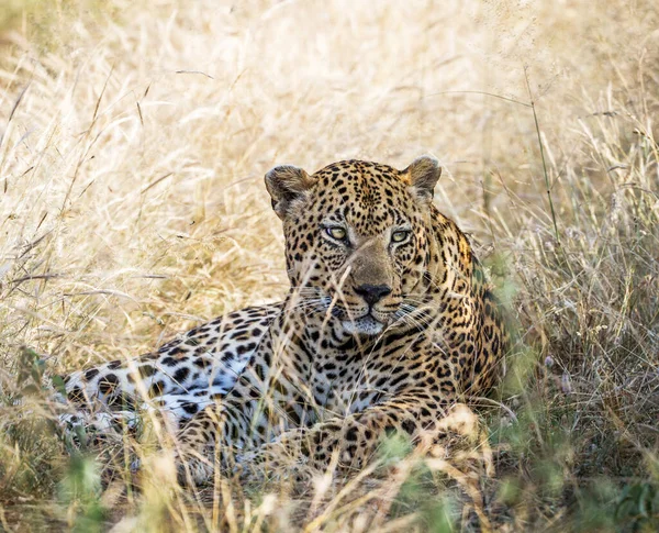 ジンバブエの野生生物の写真の背景ビュー — ストック写真