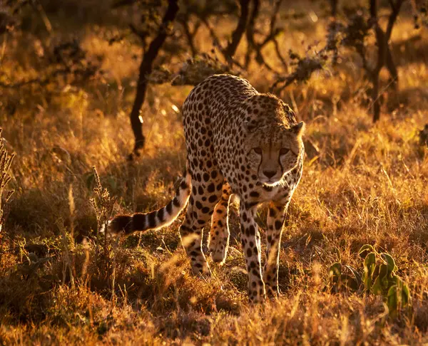 Zimbabwe Wildlife Pictures Background View — Stock Photo, Image