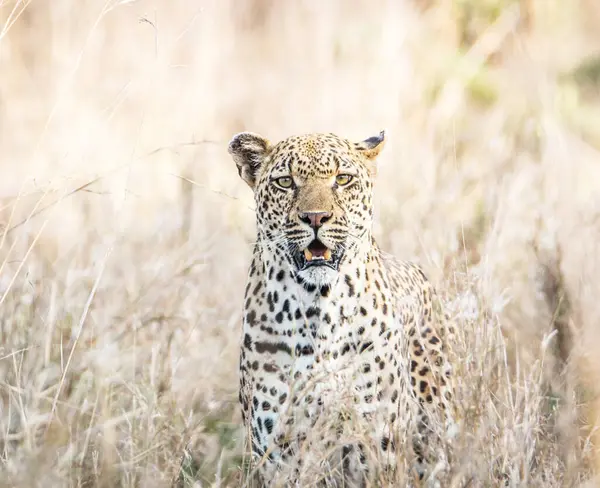 Zimbabwe Wildlife Pictures Background View — Stock Photo, Image