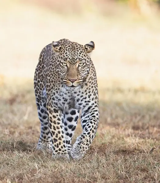ジンバブエの野生生物の写真の背景ビュー — ストック写真