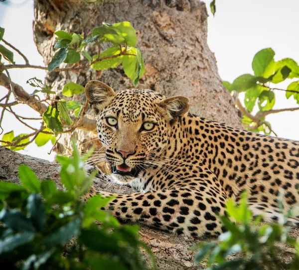 Zimbabwe Immagini Animali Selvatici Vista Fondo — Foto Stock