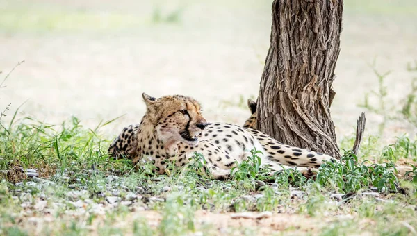 Zimbabwe Vahşi Yaşam Resimlerinin Arkaplan Görüntüsü — Stok fotoğraf