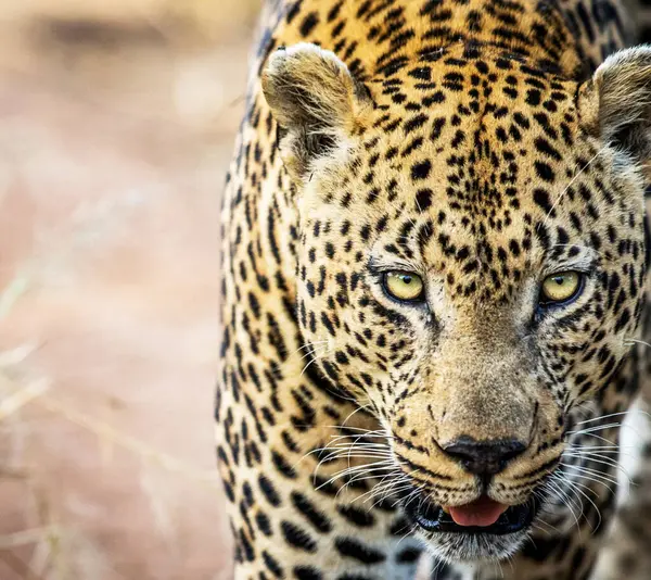 Simbabwe Tierwelt Bilder Hintergrundansicht — Stockfoto