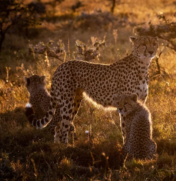 Zimbabwe Wildlife Pictures Background View — Stock Photo, Image