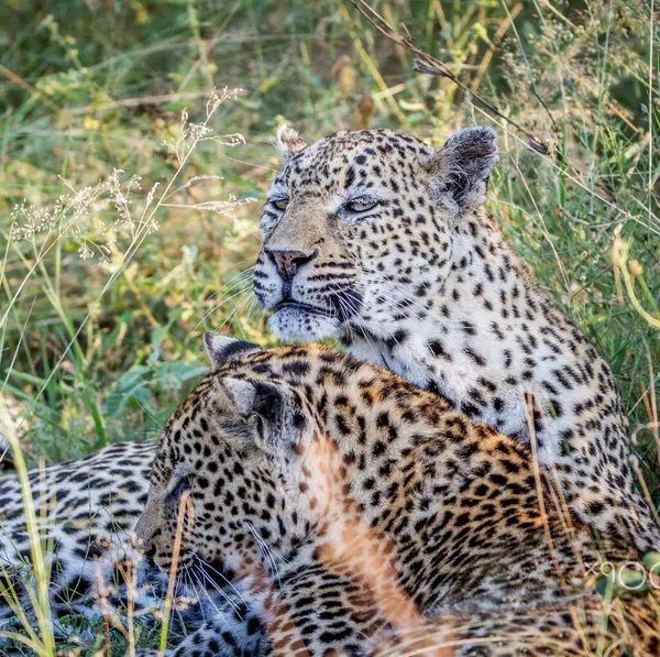 Zimbábue Animais Selvagens Imagens Fundo Vista — Fotografia de Stock