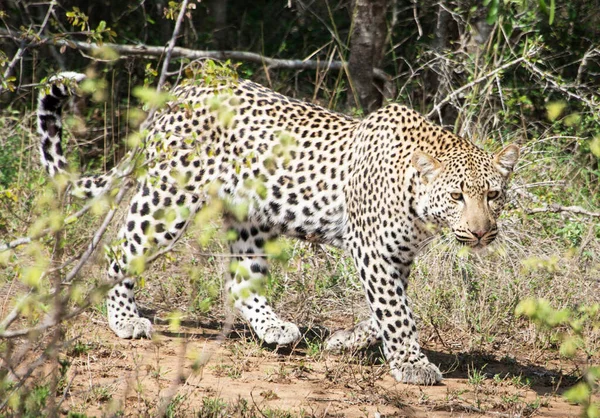 津巴布韦野生动物图片背景视图 — 图库照片