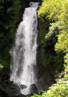 Saint Kitts ve Nevis resimleri.