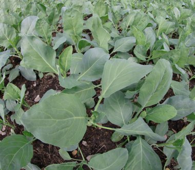 yeşil lahana yaprakları