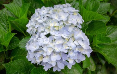 Çiçekler çok güzel. Yaz zamanı. 