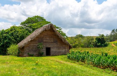 Tobacco shed or barn for drying tobacco leaves in Cuba clipart