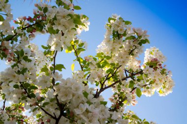 Beyaz elma çiçeği