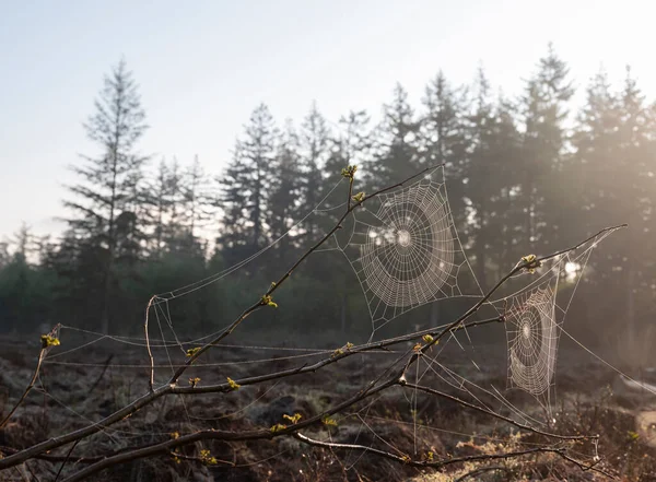 Sabah Çiğ Tanesinde Iki Yuvarlak Örümcek Ağı Arka Planda Orman — Stok fotoğraf