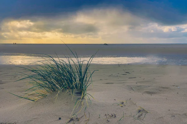 Дюны Пляже Амрум Германия Европа — стоковое фото