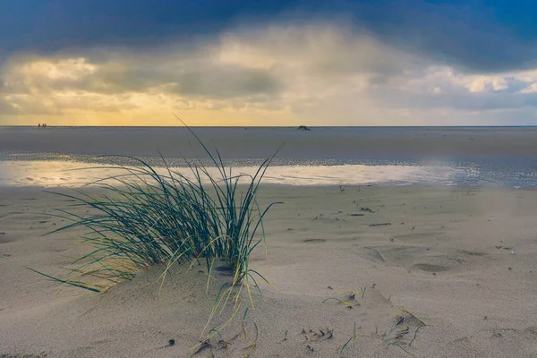 Dunes Beach Amrum Germany Europe — Stockfoto