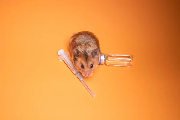 茶色のハムスター オレンジの背景に隔離された針とボトルの哲学を持つ医療用注射器の近くのマウス 医学実験マウスの検査 獣医さん ワクチン開発 — ストック写真