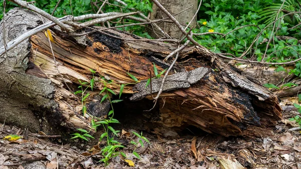 Rotting Tree Trunk Nature Background — Stock Photo, Image