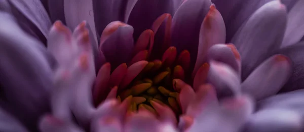 Μοβ Πέταλα Λουλουδιών Άνθιση Αφηρημένο Ανθισμένο Φόντο Τέχνης Λουλουδιών — Φωτογραφία Αρχείου