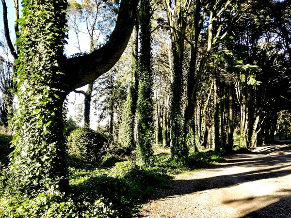 Camino Que Cruza Frondoso Bosque Las Montañas Sintra — Foto de Stock