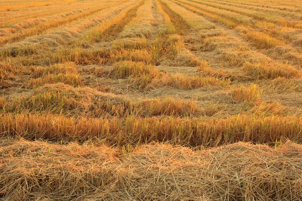 Stroh Trocknen Auf Reisfeldern — Stockfoto