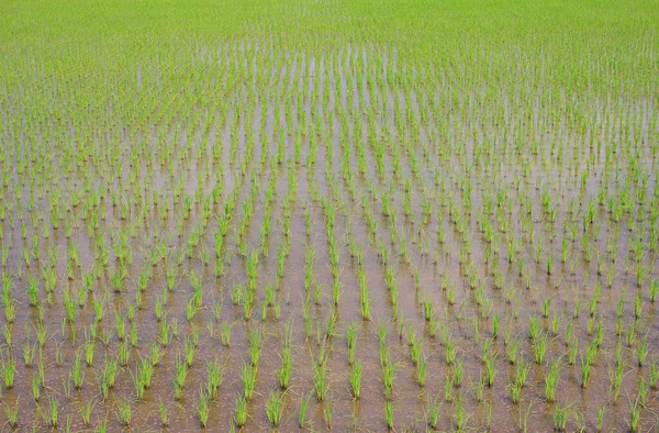 Rice Seedlings Scenic View — Stock Photo, Image