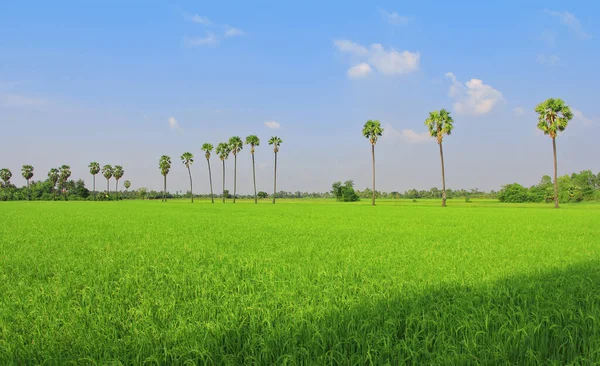 Rice Fields Sugar Palms — Stock Photo, Image