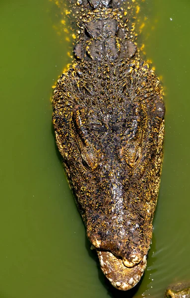 Krokodil Eller Alligator Närbild Porträtt Grunt Dof — Stockfoto