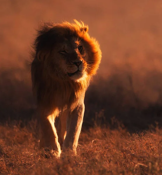 Lion Walks Tanzania — Stock Photo, Image