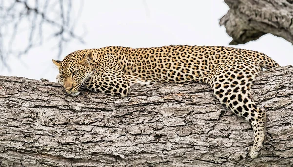 Leopard Walks Tanzania — Stock Photo, Image