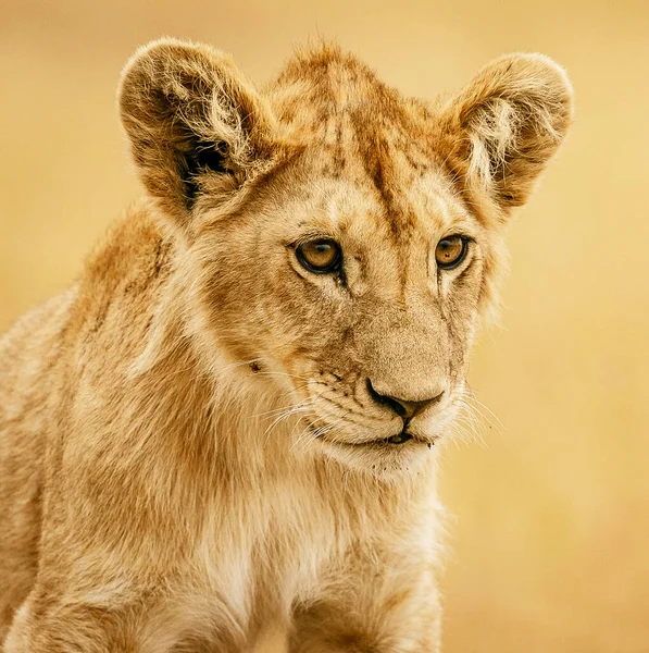 Leopárd Sétál Tanzániában — Stock Fotó