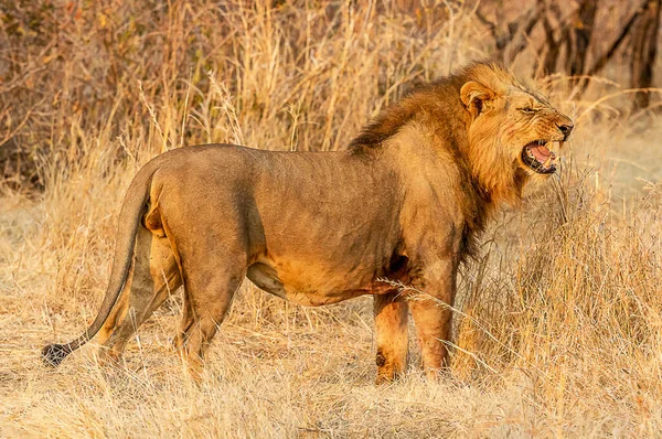 Lion Walks Tanzania — Stock Photo, Image