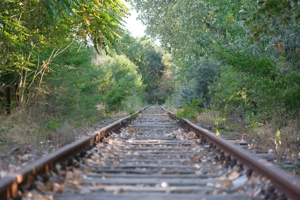 Abandoned Rail Tracks Forest — Stock Photo, Image