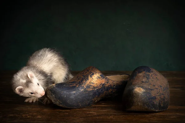 Young Ferret Polecat Puppy Stillife Scene Clogs Wooden Shoes Which — ストック写真