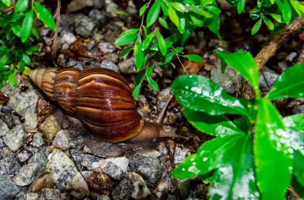 Macro Close Shot Snail Crawling Pebbles Heavy Rain — Stock Photo, Image