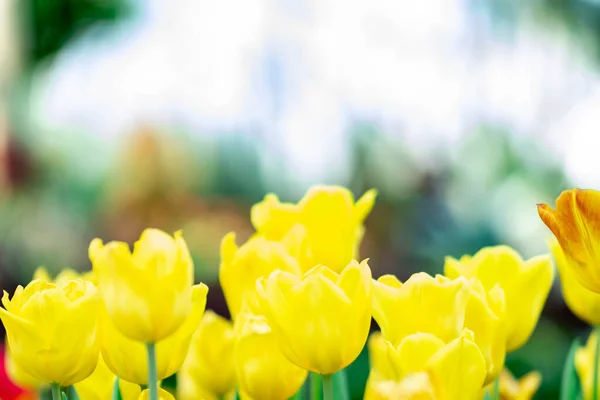 Žluté Tulipány Zeleným Rozmazaným Pozadím Květinové Zahradě Singapuru — Stock fotografie