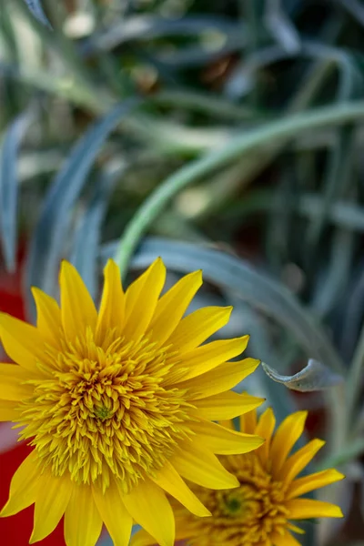 Κατακόρυφο Πλήρους Μήκους Κίτρινο Λουλούδι Πράσινο Θολή Φόντο — Φωτογραφία Αρχείου
