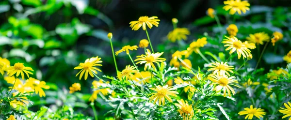 Cropped Wide Angle Blurry Shot Yellow Flowers Soft Blurry Background —  Fotos de Stock