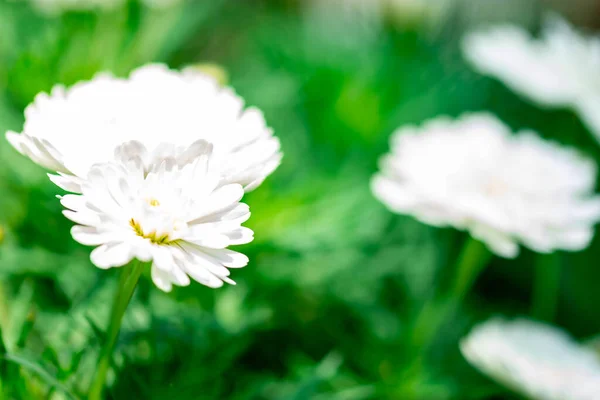 Makroaufnahme Des Beetes Aus Weißen Tulpen Mit Verschwommenem Hintergrund — Stockfoto