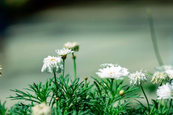 Horizontal Full Lenght Blurry Shot White Flowers Soft Green Blurry —  Fotos de Stock