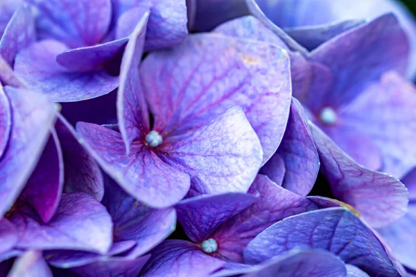 Çiçekler Çok Güzel Yaz Zamanı — Stok fotoğraf