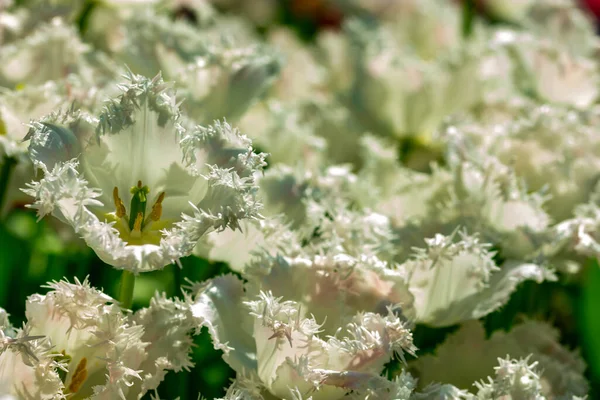 背景がぼやけている白い花のベッド — ストック写真