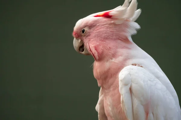 Major Mitchell Cockatoo Lophochroa Leadbeateri Pink Parrot Often Seen Australia — Stock Photo, Image