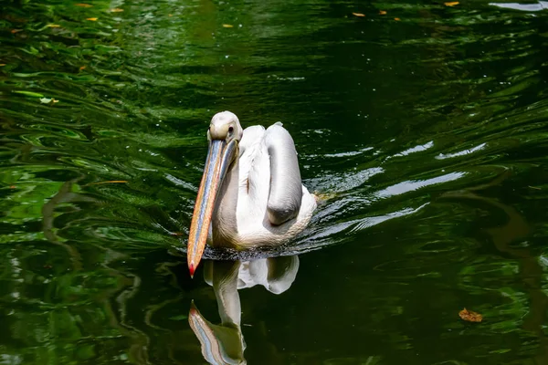 Closeup Shot Pelican Bird Pelecanus While Swimming Water Looking Fish — Stock Photo, Image