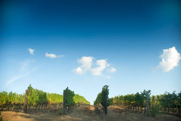 Rows Grape Vineyard — Stock Photo, Image