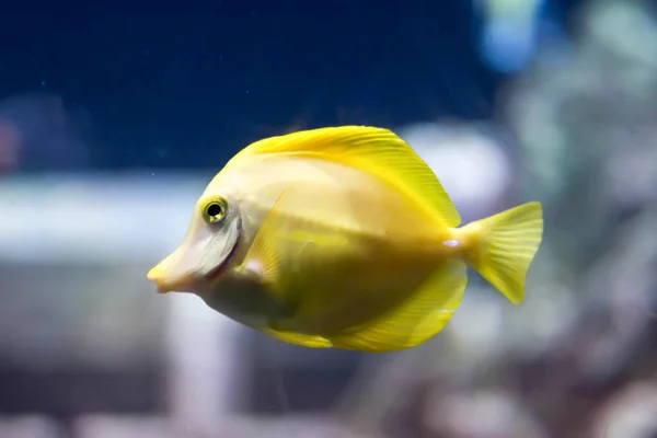 Niewyraźne Zdjęcie Żółtej Tang Ryby Zebrasoma Smakuje Akwarium Morskim — Zdjęcie stockowe